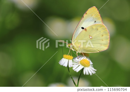 猴蝶與希米迪翁 ③ 猴蝶與希米迪翁 ③ 115690704