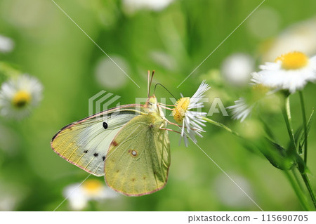 Monarch Butterfly and Dioscorea nigricans④ 115690705