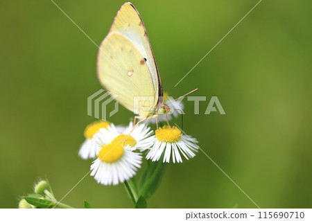 Monarch Butterfly and Common Dipper ⑧ Monarch Butterfly and Common Dipper ⑧ 115690710