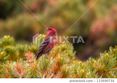 Ginzan Machico Ginzan Machico 115690738