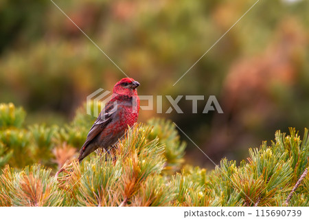 Ginzan Machico 115690739