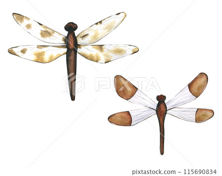 Dragonfly. Hand drawn flying insects. Watercolor illustrations in calm beige tones for background, texture, wrapper pattern, frame or border Dragonfly. Hand drawn flying insects. Watercolor illustrations in calm beige tones for background, texture, wrapper pattern, frame or border 115690834