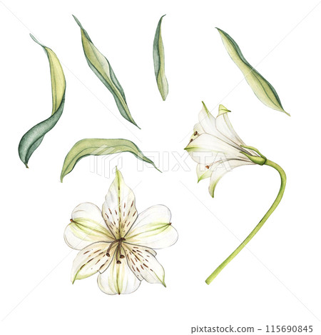 White flower and green leaves. Watercolor floral illustration. Bouquet of alstroemeria. Lilies close-up on a white background. Floral spring background. Composition with beautiful blooming White flower and green leaves. Watercolor floral illustration. Bouquet of alstroemeria. Lilies close-up on a white background. Floral spring background. Composition with beautiful blooming 115690845
