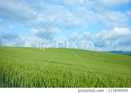 A wheat field stretching as far as the eye can see, Biei, Hokkaido 115690900
