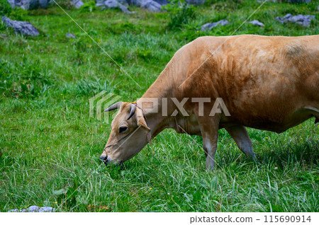 Summer scenery with cows grazing on the plateau Summer scenery with cows grazing on the plateau 115690914