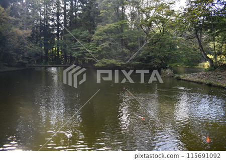 Scenery of carp swimming in Oonuma in front of the forest Scenery of carp swimming in Oonuma in front of the forest 115691092