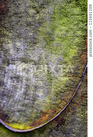 Aged wood texture background material 115691109