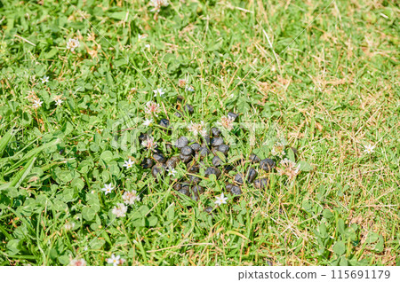 鹿糞 鹿糞 115691179