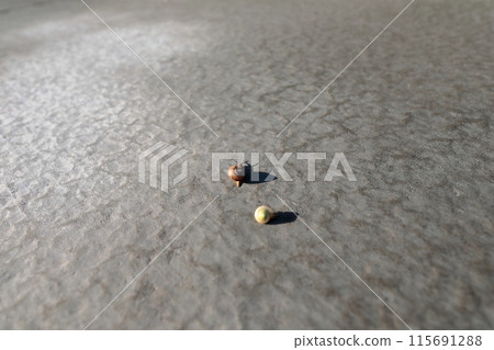 蝸牛在混凝土上爬行 115691288
