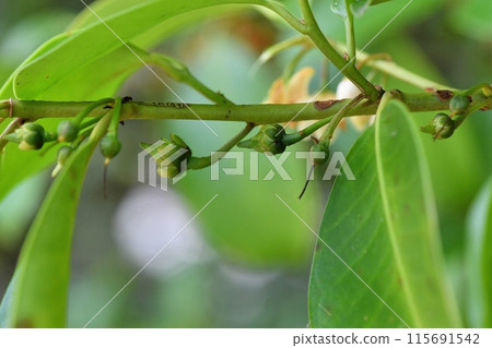 Young fruit of Sakaki 115691542