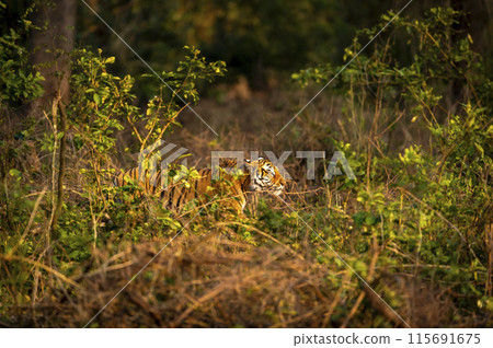 wild male bengal tiger or panthera tigris hiding in grass and stalking his prey in golden hour winter evening light at grassland of dhikala jim corbett national park forest reserve uttarakhand india 115691675