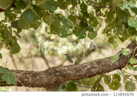 Indian pitta or Pitta brachyura beautiful colorful nine colors bird perched on branch of tree summer season visitor in natural green background at ranthambore national park forest tiger reserve india Indian pitta or Pitta brachyura beautiful colorful nine colors bird perched on branch of tree summer season visitor in natural green background at ranthambore national park forest tiger reserve india 115691676