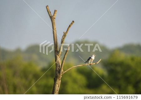 black winged shouldered kite or elanus caeruleus bird a small raptor and hunter perched in natural green scenic background during winter migration in safari at jim corbett national park forest india black winged shouldered kite or elanus caeruleus bird a small raptor and hunter perched in natural green scenic background during winter migration in safari at jim corbett national park forest india 115691679
