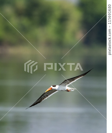 Indian skimmer or Indian scissors bill or Rynchops albicollis skimming and flying with full wingspan in natural scenic green view or background at national chambal sanctuary dholpur rajasthan india 115691680
