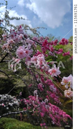 春天野餐時的櫻花 115691761