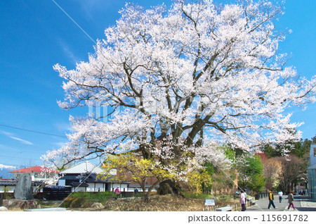 One cherry-blossom - Major princess Edohigan (Anzitomi Sakura) One cherry-blossom - Major princess Edohigan (Anzitomi Sakura) 115691782