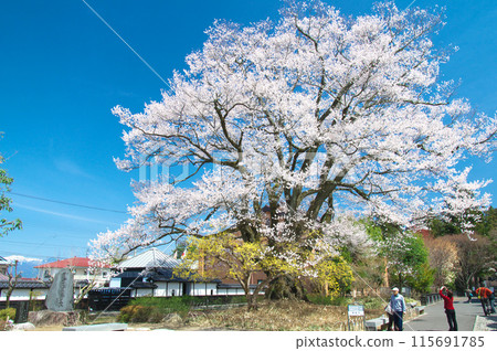 一朵櫻花 - 主要公主Edohigan(Anzitomi Sakura) 一朵櫻花 - 主要公主Edohigan(Anzitomi Sakura) 115691785