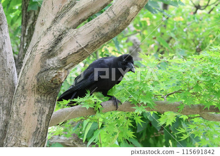 一隻烏鴉棲息在秋葉藍色的樹上 115691842