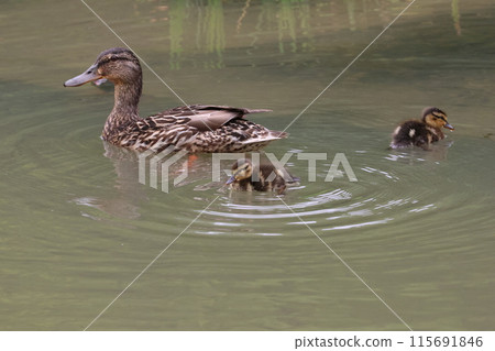 Mallards raising their young in Japan instead of migrating north 115691846