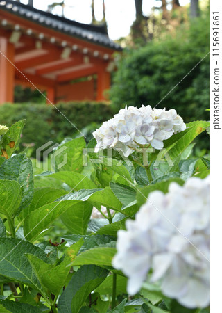 三室戶寺的白色繡球花 115691861