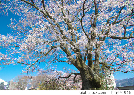 一朵櫻花 - 主要公主Edohigan(Anzitomi Sakura) 一朵櫻花 - 主要公主Edohigan(Anzitomi Sakura) 115691946