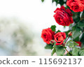 Red rose flower 115692137