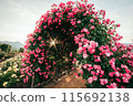 Rose tunnel 115692138