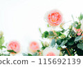 Rose of pink 115692139