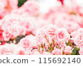 Rose of pink 115692140