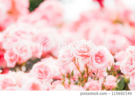 粉紅色的玫瑰 粉紅色的玫瑰 115692140