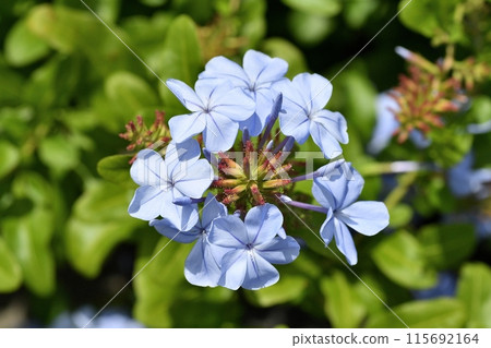 Ruri Matryu flower 115692164