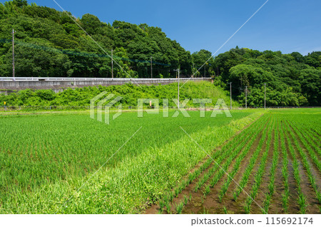 Rural scenery of Minowa farmland, early summer rice field scenery, Suido-zaka 115692174