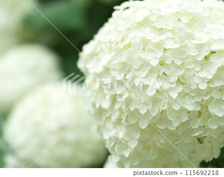 White hydrangea flower Annabelle White hydrangea flower Annabelle 115692218