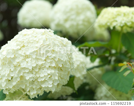 White hydrangea flower Annabelle White hydrangea flower Annabelle 115692219