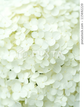 White hydrangea flower Annabelle 115692220