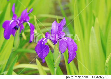 Iris Iris 115692255