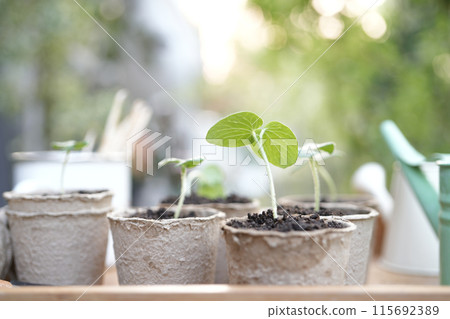 Outdoor gardening small sprout growing plant in paper pots Outdoor gardening small sprout growing plant in paper pots 115692389