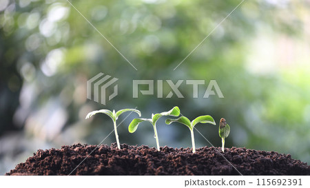 Small growing sprouts line up Small growing sprouts line up 115692391