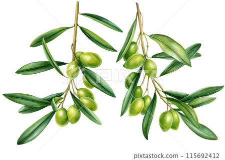Olive branch with olives on white background. Olive twig Watercolor. Hand drawn Illustration for greeting card printing Olive branch with olives on white background. Olive twig Watercolor. Hand drawn Illustration for greeting card printing 115692412