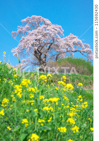 One cherry tree-Large cherry tree in Shionosaki (2012) 115692430