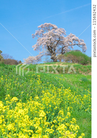 One cherry tree-Large cherry tree in Shionosaki (2012) 115692432