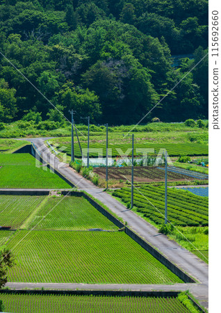 穿過鄉村的道路，三之輪農田 115692660