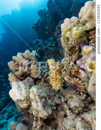 Underwater Tropical Corals Reef with beautiful big octopus . Marine life sea world. Tropical colourful underwater seascape. 115692681