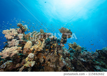 Underwater Tropical Corals Reef with colorful sea fish. Marine life sea world. Tropical colourful underwater seascape. 115692682
