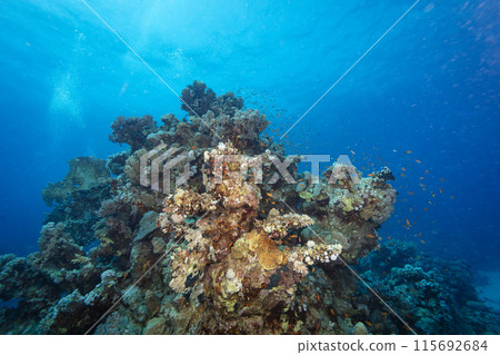 Underwater Tropical Corals Reef with colorful sea fish. Marine life sea world. Tropical colourful underwater seascape. Underwater Tropical Corals Reef with colorful sea fish. Marine life sea world. Tropical colourful underwater seascape. 115692684