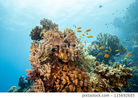 Underwater Tropical Corals Reef with colorful sea fish. Marine life sea world. Tropical colourful underwater seascape. 115692685