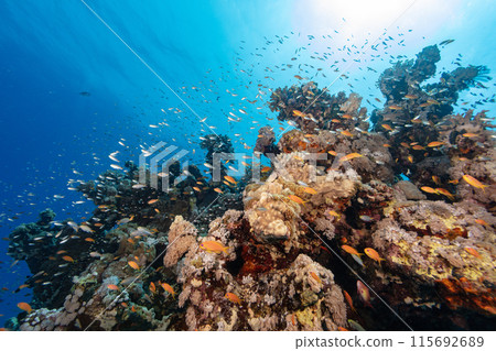 Underwater Tropical Corals Reef with colorful sea fish. Marine life sea world. Tropical colourful underwater seascape. 115692689