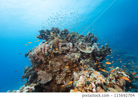 Underwater Tropical Corals Reef with colorful sea fish. Marine life sea world. Tropical colourful underwater seascape. 115692704