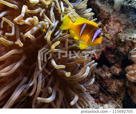 Underwater Tropical anemone with Red sea clownfish (amphiprion bicinctus) . Marine life sea world. Tropical colourful underwater seascape. 115692705