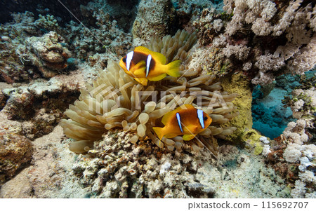 Underwater Tropical anemone with Red sea clownfish (amphiprion bicinctus) . Marine life sea world. Tropical colourful underwater seascape. 115692707